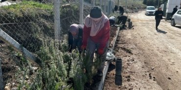 Bilecik Belediyesi ekipleri, yeşillendirme ve peyzaj çalışmalarıyla kenti güzelleştiriyor