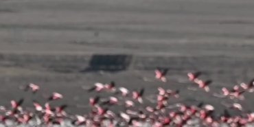 Kuş bilimci Dr. Tozlu, kuşların konaklama noktası Seyfe Gölü’nün korunmasının önemini vurguladı