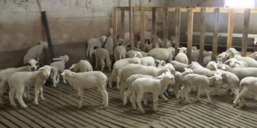 ABB ile Ankara Veteriner Hekimleri Odası’ndan “Veteriner Hekimliği Hizmet Projesi”