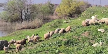 Besiciler artan maliyetlerden yakındı: Bir şey kazanamıyoruz, kurbanlık beslemeyi bıraktık