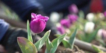 Osmangazi’nin meydan ve parkları mevsimlik çiçeklerle donatılıyor