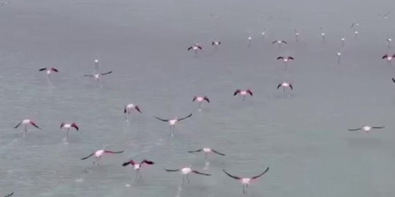 Kırşehir’deki Seyfe Gölü Kuş Cenneti doğaseverlerin buluşma noktası oldu