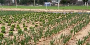 Adıyaman Belediyesi’nde yeni üretilen bahar sebzeleri satışta