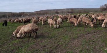 Yozgatlı besici: “Devlet, desteği gerçekten bu işi yapan insanlara versin”